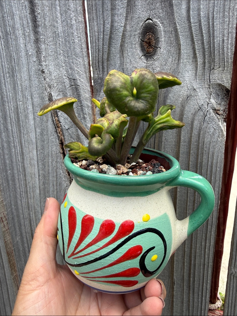 Extremely Rare & Exotic Live Succulent Plant in pot “Kalanchoe Angel Trumpet”